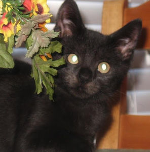 Meet your Posher, Karen